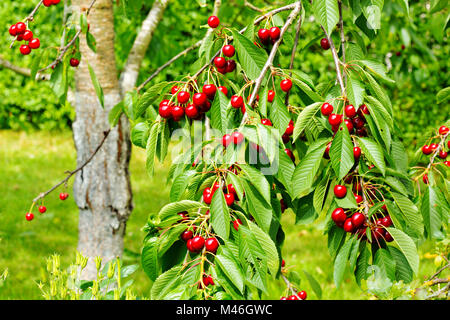 Ciliegio dolce di bacche rosse su un ramo di albero . Foto Stock