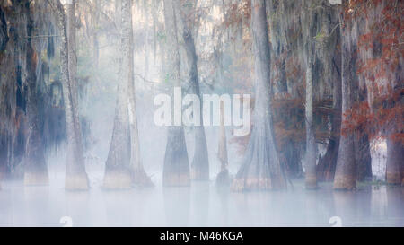 Il lago di Martin, Breaux Bridge, Atchafalaya Basin, meridionale degli Stati Uniti, USA; America del Nord Foto Stock