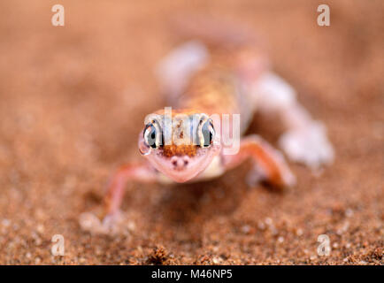 La Namibia. Deserto del Namib. Sossusvlei. Le dune di sabbia. Web-footed gecko (palmatogecko blocchi rangei). Foto Stock