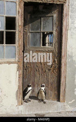 La Namibia. Luderitz. Isola di Halifax. Ex guano centro di raccolta. Ora i pinguini Jackass (Speniscus demersus) vivere. Foto Stock