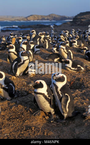 La Namibia. Luderitz. Isola di Halifax. Ex guano centro di raccolta. Ora colonia di pinguini Jackass (Speniscus demersus) vivere. Foto Stock