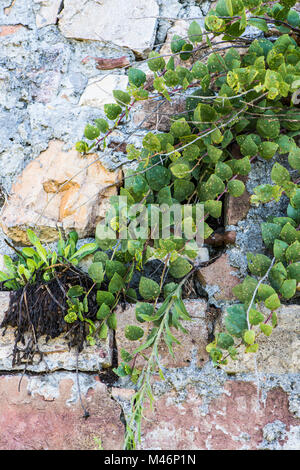 Capperi crescente al di fuori di un muro di pietra, Toscana, Italia. Foto Stock