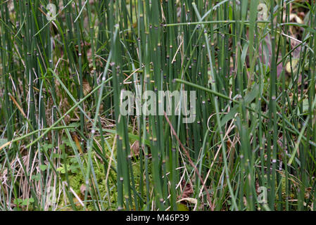 Equiseto ruvida, Equisetum hyemale Foto Stock