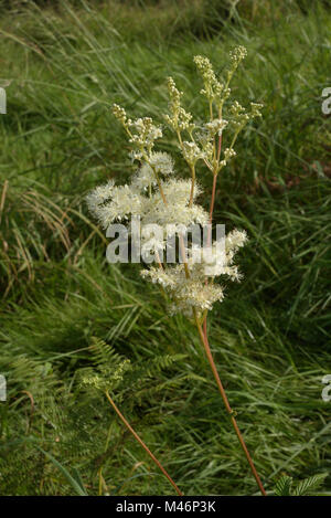 Olmaria, Filipendula ulmaria Foto Stock