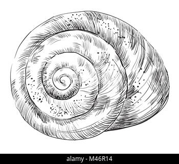 Disegno a mano monocromatico illustrazione vettoriale della conchiglia, conchiglia, forma a spirale in colore nero isolato su sfondo bianco. Illustrazione Vettoriale