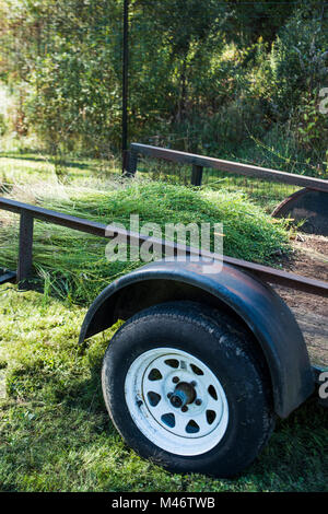 Lino raccolto essendo raccolti nella parte posteriore di un carrello di fattoria. Foto Stock