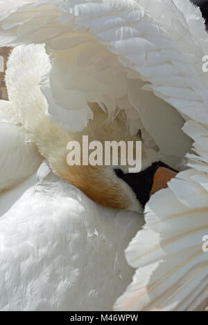 Cigno (Cygnus olor). Piumaggio Preening sotto il parafango destro. Piume secondario sopra, primarie di seguito. Testa con torsione del collo intorno e raggiungere und Foto Stock