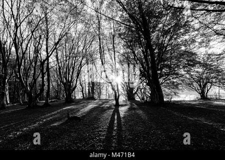 Alberi in Canfaito (Marche) foresta di faggio con bassa sun filtrando attraverso Foto Stock