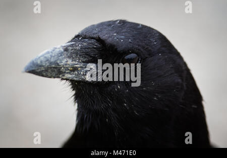 Northwestern Crow Closeup Foto Stock