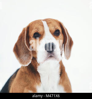 Triste cane beagle ritratto all'aperto a piedi nella neve Foto Stock