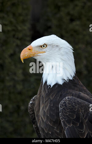 Ritratto di un adulto aquila calva Foto Stock