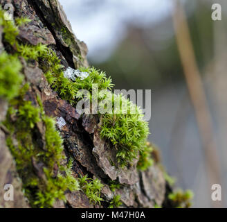 Tronco di albero con verde muschio e piccola chiazza di ghiaccio Foto Stock