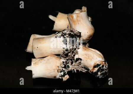 Fungo comune, piccioli, Agaricus bisporus Foto Stock