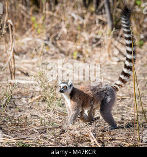 Anello lemure codato passeggiate, Madagascar Foto Stock