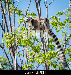 Anello lemure codato, Madagascar Foto Stock
