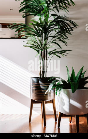 Coppia di piante da interni in vasi di ceramica su supporti in legno Foto Stock
