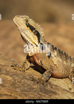 Un ritratto verticale di un australiano del Drago d'acqua nelle zone costiere in Australia. Foto Stock