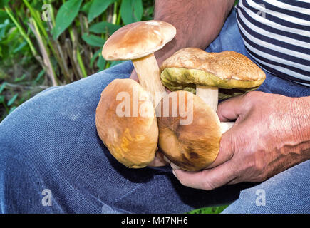 I funghi raccolti in una foresta in una radura della foresta. Foto Stock