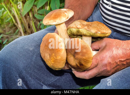 I funghi raccolti in una foresta in una radura della foresta. Foto Stock