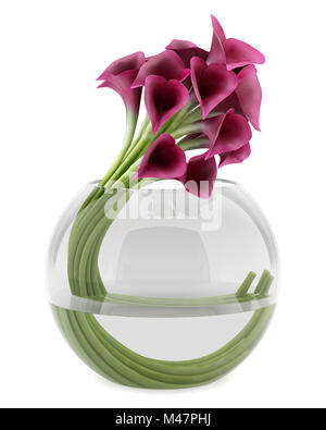 Calla lilies in vaso di vetro isolato su sfondo bianco Foto Stock