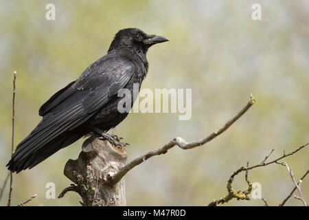 Raven comune seduto su una struttura ad albero Foto Stock