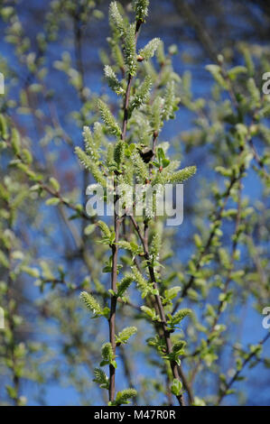 Salix aurita, orecchio willow, fiori femminili con bumblebee Foto Stock