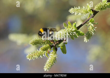 Salix aurita, orecchio willow, fiori femminili con bumblebee Foto Stock