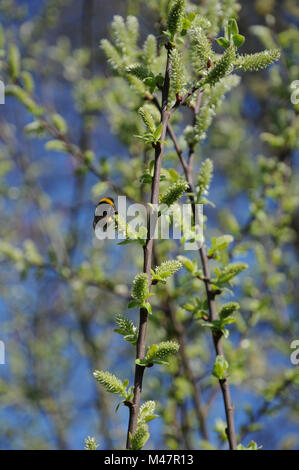 Salix aurita, orecchio willow, fiori femminili con bumblebee Foto Stock