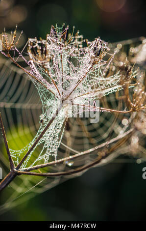 Gocce di rugiada su un web irraggiata dalla luce del mattino Foto Stock