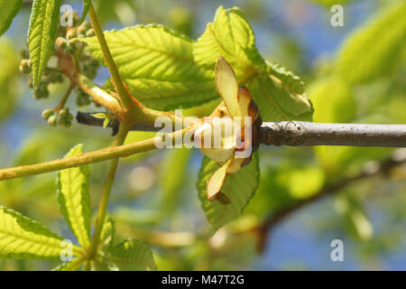 Aesculus hippocastanum, ippocastano, Austrieb, giovani germogli Foto Stock