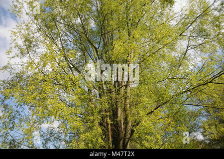 Salix alba d'argento, Willow, fiorito albero maschio Foto Stock