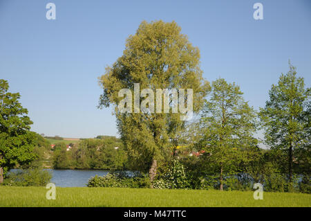 Salix alba d'argento, Willow, Fioritura maschile tree Foto Stock