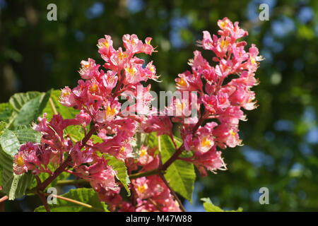 Aesculus x carnea Briotii, rosso-fioritura di ippocastano Foto Stock