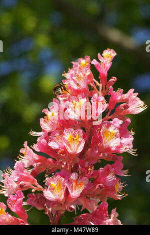 Aesculus x carnea Briotii, rosso-fioritura di ippocastano Foto Stock