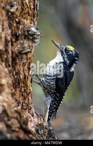 Eurasian tre-toed Woodpecker è normalmente un residente permanente Foto Stock