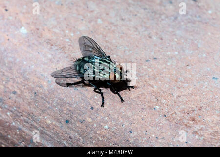 Una macro shot di volare su un backround marrone Foto Stock