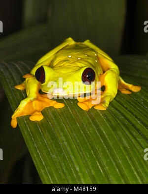 Deltaplano Treefrog, noto anche come Flying Leaf Frog o Spurrell's Leaf frog (Agalychnis spurrelli) su foglia Foto Stock