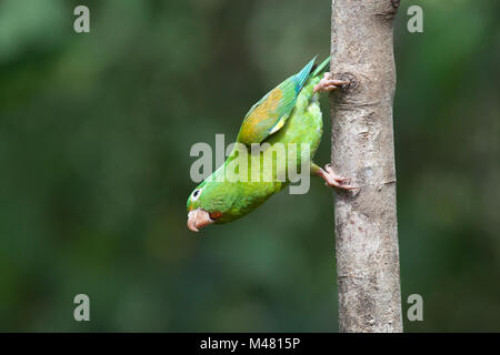 Arancio-chinned parrocchetto (Brotogeris jugularis) appesi dal tronco di albero Foto Stock