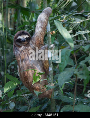 Albero di arrampicata a tre punte (Bradypus variegatus) nel santuario di sloth, Costa Rica Foto Stock