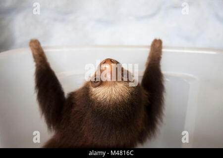 Orfano di Hoffmann a due dita bradipo (Choloepus hoffmanni) durante il tempo di gioco presso il bradipo Santuario Foto Stock