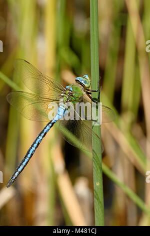 Imperatore blu Foto Stock