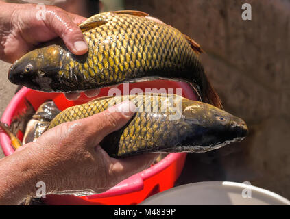 Il pescato della cattura di pesci in mani al pescatore. Foto Stock