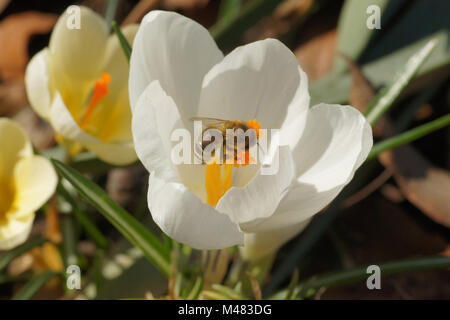 Crocus vernus ssp. albiflorus, bianco crocus a molla Foto Stock