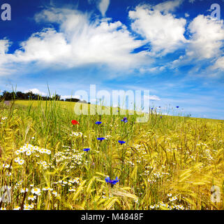 Paesaggio estivo con fiore prato und nuvole. Foto Stock