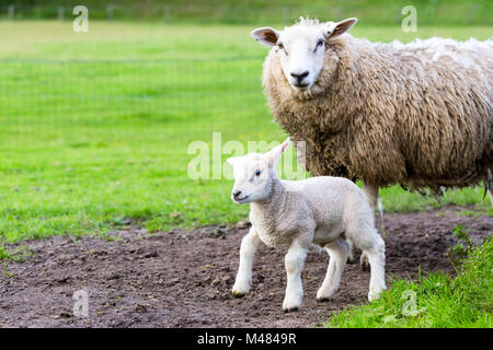 Pecora madre e neonato agnello in prato durante la primavera Foto Stock