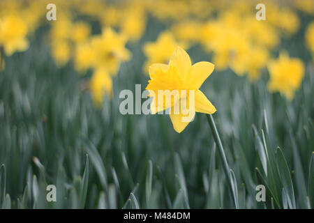 Giallo daffodil fiori, narcisi in primavera Foto Stock