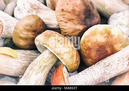 Bella funghi sull'erba nella foresta. Foto Stock