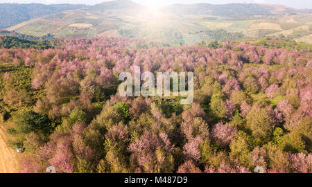 Antenna da fuco, rosa sakura fiore o Wild Himalayan ciliegia sulla montagna vicino a agricoltura unità aera, invisibili della Thailandia a Phu lom lo Loei Thailandia. Foto Stock
