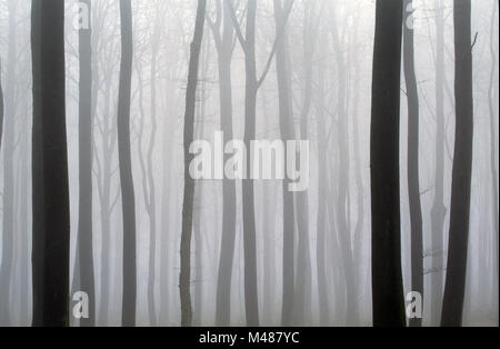 Foresta di faggio nella nebbia / Kreis Rendsburg Eckernfoerde - Schleswig-Holstein Foto Stock