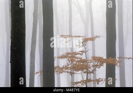Foresta di faggio nella nebbia / Kreis Rendsburg Eckernfoerde - Schleswig-Holstein Foto Stock